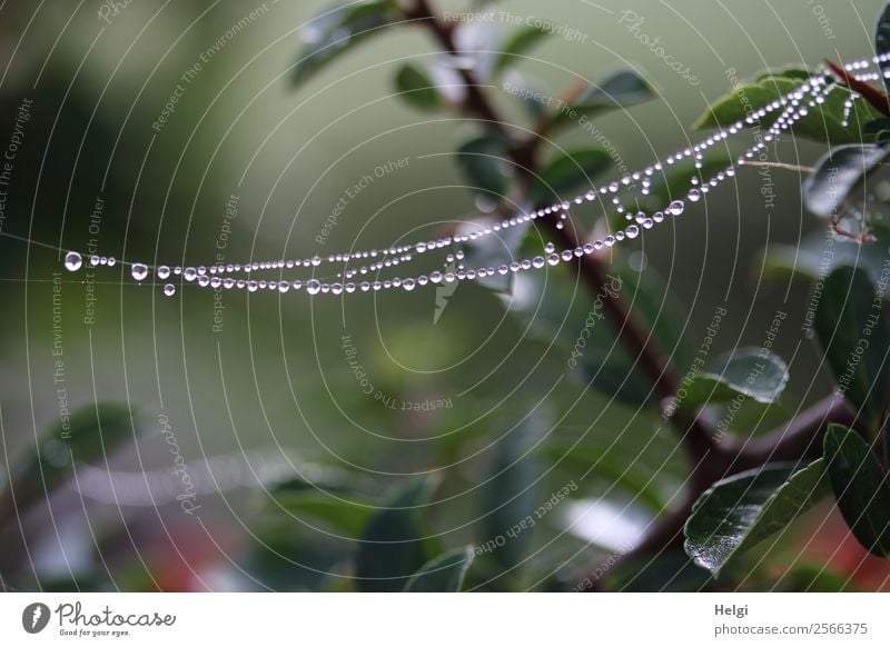 Hammock ;-) Environment Nature Plant Drops of water Autumn Fog Bushes Leaf Wild plant Twig Park Spider's web Hang Authentic Exceptional Uniqueness Cold Small