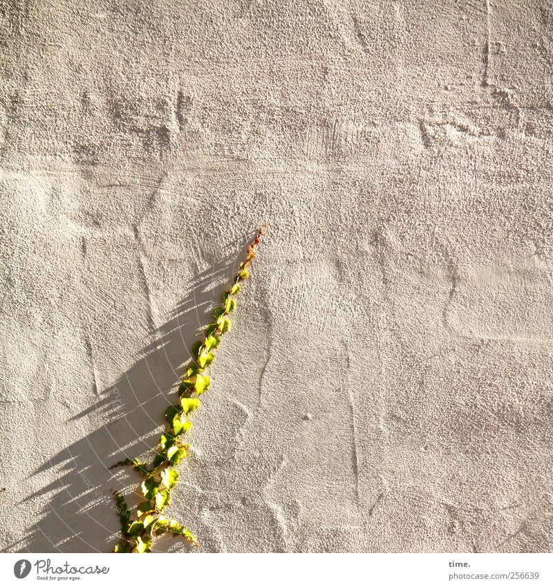 Supply | ChamanSülz Plant Ivy Esthetic Communicate Growth Wall (building) Climbing Sunlight Shadow Surface Green Plaster Wall (barrier) Colour photo