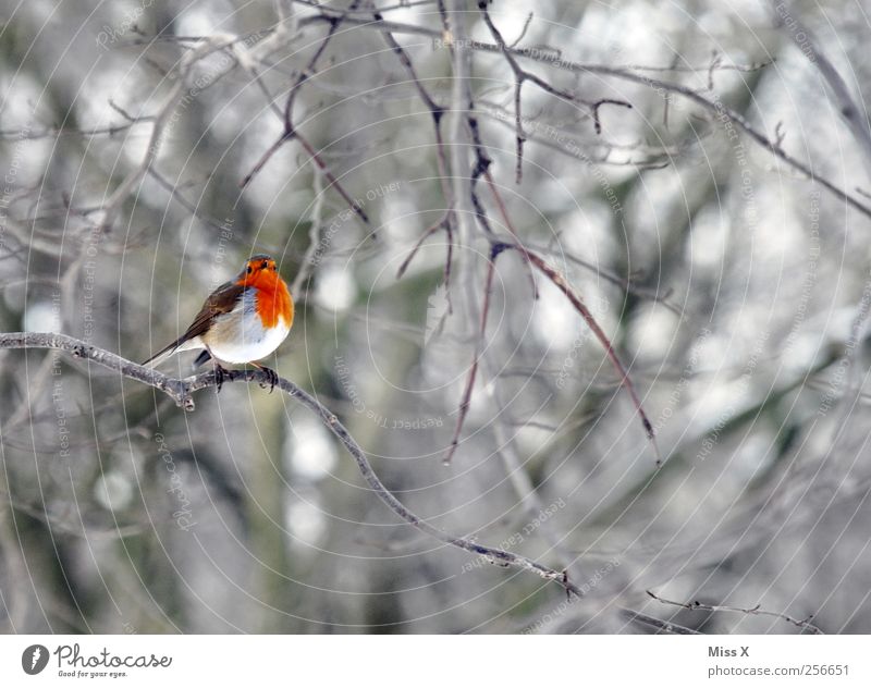 Birdie with scarf Winter Tree Bushes Forest Animal 1 Small Red Branch Twigs and branches Robin redbreast Colour photo Multicoloured Exterior shot Deserted