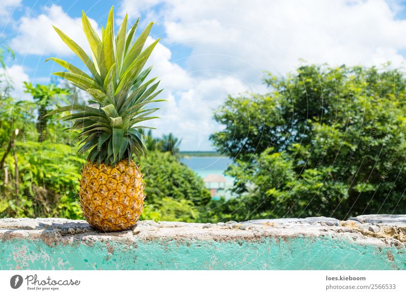Pineapple on a wall with view to Bacalar lake Vacation & Travel Tourism Summer Sun Sunbathing Nature Water Agricultural crop Coast Lakeside Wall (barrier)