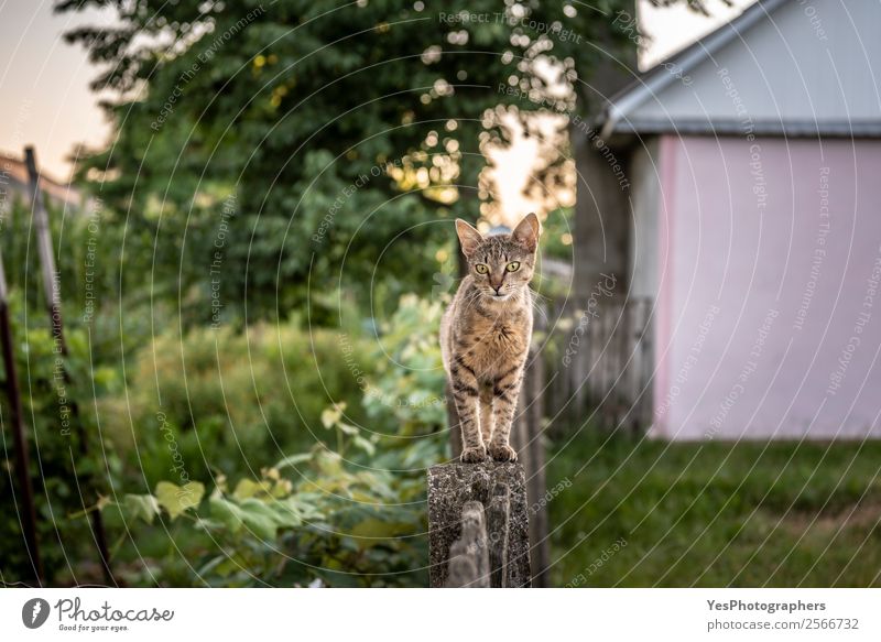Curious domestic cat walking on a wooden fence in the backyard Garden Nature Animal Pet Farm animal Cat Fragrance Friendliness Curiosity Slimy Action agile