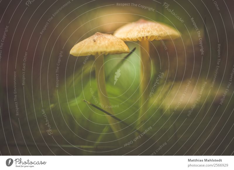 Mushrooms in the lawn Environment Nature Plant Natural Brown Green Growth Colour photo Subdued colour Exterior shot Macro (Extreme close-up) Deserted