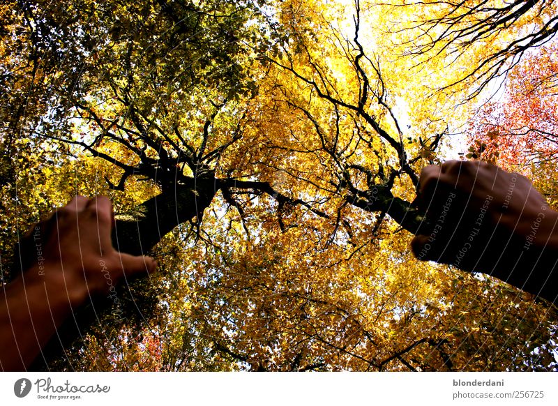 Many thanks for the flowers Arm Hand Environment Nature Autumn Tree Forest Stand Calm Power Purloin Treetop Colour photo Exterior shot Shadow