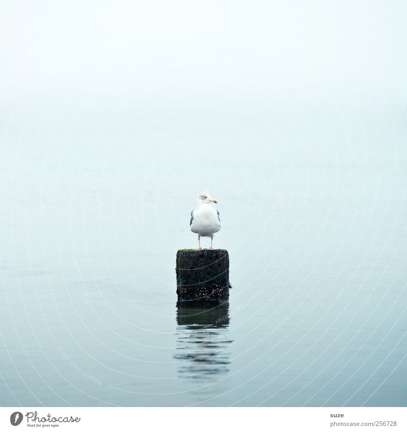 *1,700* A rest here ... Environment Nature Elements Water Sky Climate Weather Baltic Sea Ocean Animal Wild animal Bird Gull birds Seagull Sit Wait Authentic