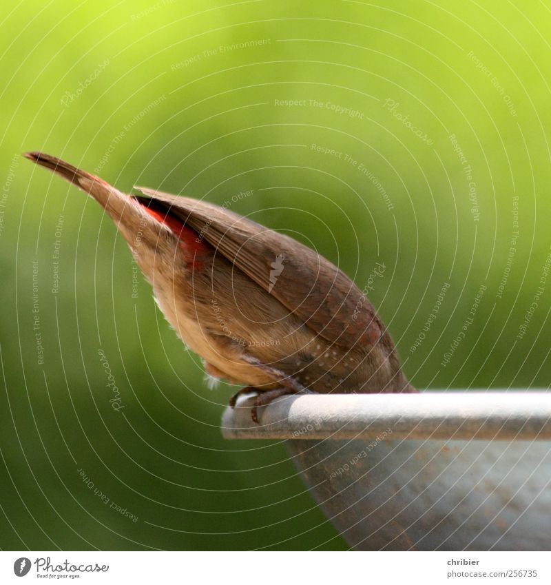 HelloOOO ?? Nature Animal Bird Finch Tails tail feather Wing Claw Birdhouse 1 To feed Crouch Small Brown Green To enjoy Stoop bend down Colour photo