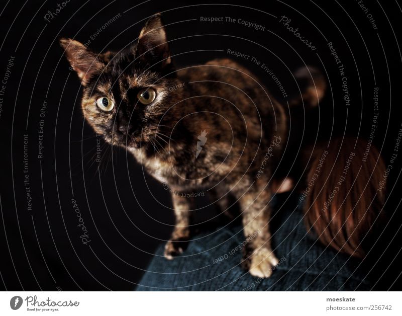 What are you looking at? Human being Woman Adults 1 Pet Cat Animal Esthetic Hip & trendy Curiosity Beautiful Crazy Brown Black Adventure Style Eyes