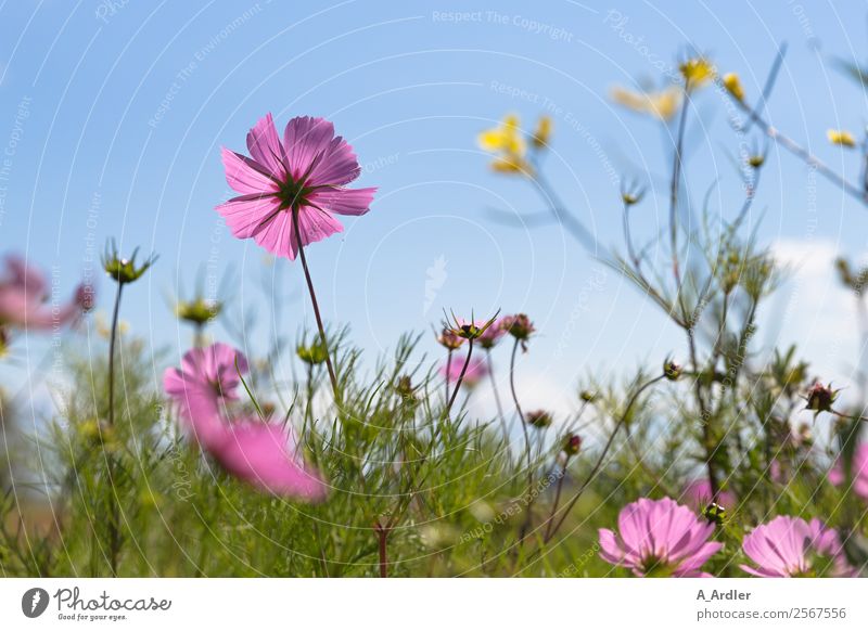 flower meadow Trip Summer Summer vacation Sun Nature Landscape Plant Beautiful weather Flower Blossom Cosmos Garden Meadow Blue Multicoloured Yellow Green