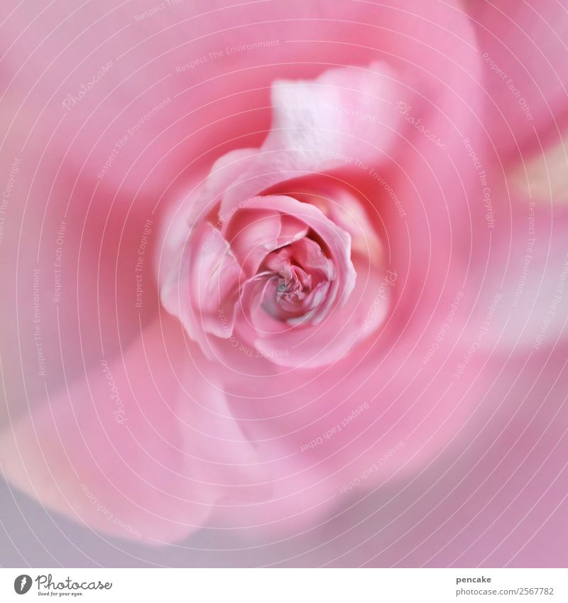 pink rose Plant Flower Rose Joie de vivre (Vitality) Sympathy Love Purity Rose blossom Pink Round Colour photo Subdued colour Exterior shot