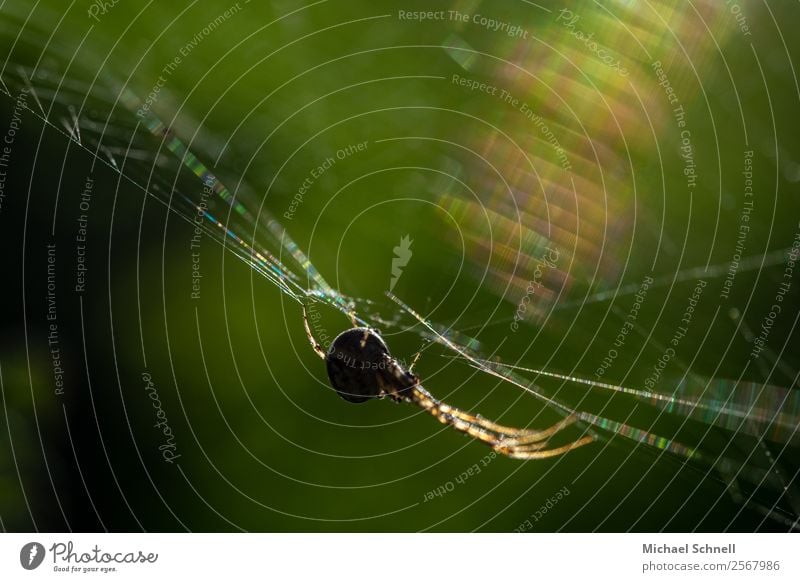 spider in the web Animal Wild animal Spider 1 Catch Hang Athletic Disgust Glittering Natural Contentment Fear Elegant Concentrate Colour photo Multicoloured