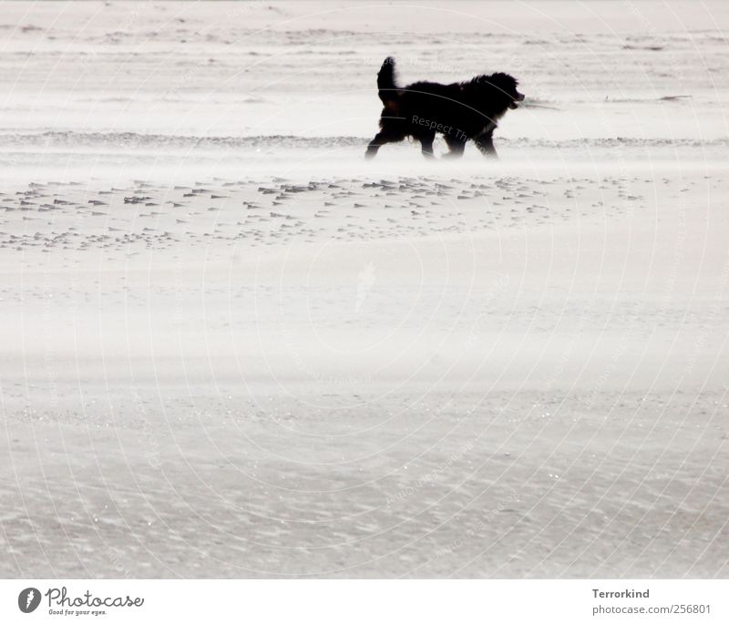 Spiekeroog black. Beach Sand Ocean Wind Blow Dog Large Black Pelt Disheveled Soft Warmth Going Walking To go for a walk Gloomy Colorless Gray Sadness Doomed