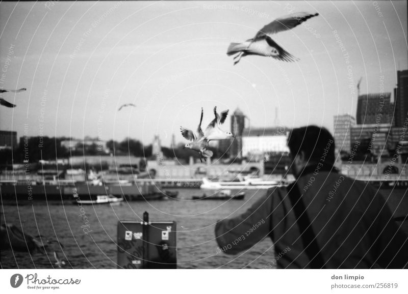 alex and the seagulls Masculine 1 Human being Autumn Beautiful weather River Elbe Hamburg Port City Outskirts Populated Inland navigation Animal Bird Seagull