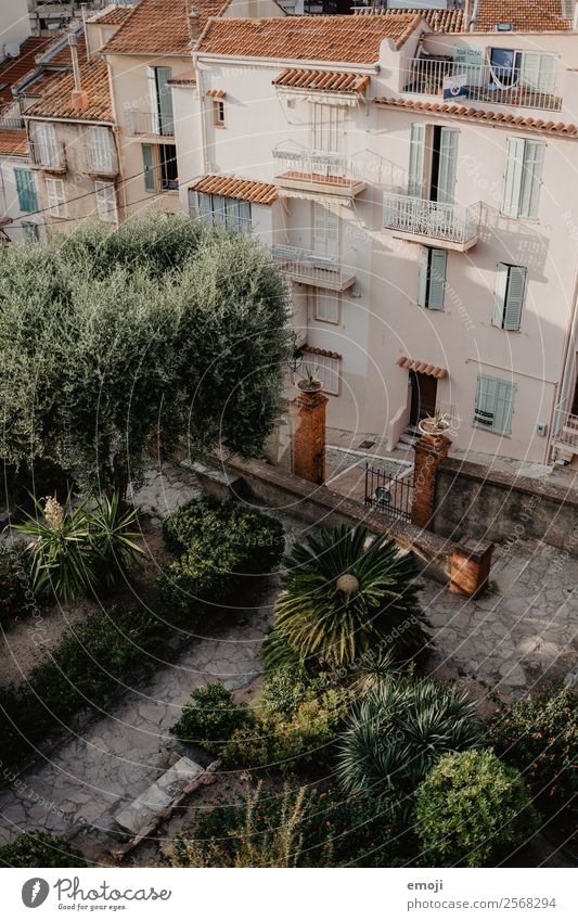 Cannes Summer Plant Garden Park Town House (Residential Structure) Natural Warmth Green Mediterranean France Cote d'Azur Colour photo Exterior shot Deserted