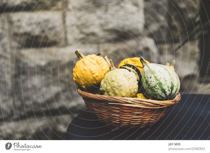 Pumpkins of many varieties, in a wicker basket Vegetable Decoration Thanksgiving Hallowe'en Christmas & Advent Nature Autumn Exceptional Yellow Green Colour