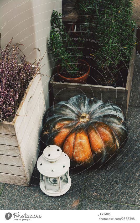 Autumnal decoration with pumpkins in the street Food Vegetable Decoration Thanksgiving Hallowe'en Christmas & Advent New Year's Eve Nature Flower Street