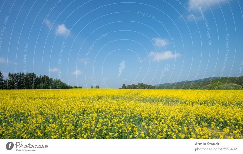 Landscape with rape field Vacation & Travel Trip Far-off places Freedom Summer vacation Agriculture Forestry Environment Nature Plant Sky Clouds Spring