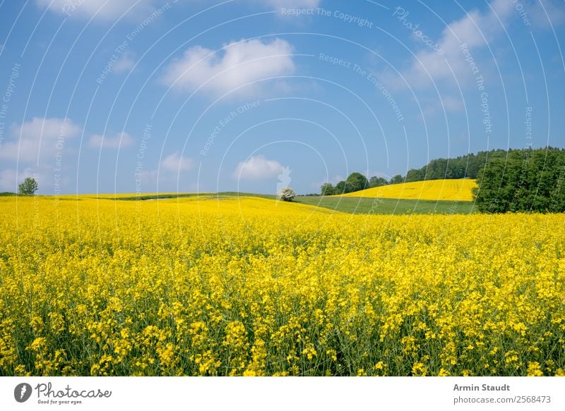 Landscape with rape field Vacation & Travel Trip Far-off places Freedom Summer vacation Environment Nature Plant Sky Clouds Spring Beautiful weather
