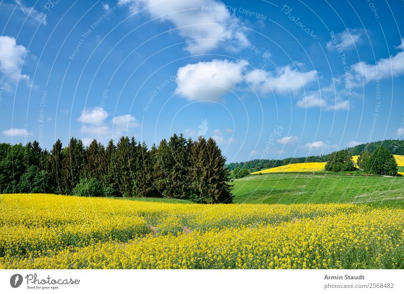 Landscape with rape field Vacation & Travel Trip Far-off places Freedom Summer vacation Agriculture Forestry Environment Nature Plant Sky Clouds Spring