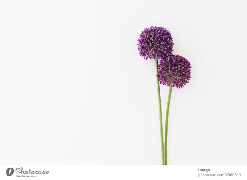 Allium isolated on white background Vegetable Herbs and spices Elegant Beautiful Summer Garden Decoration Nature Plant Flower Growth Fresh Natural White Colour