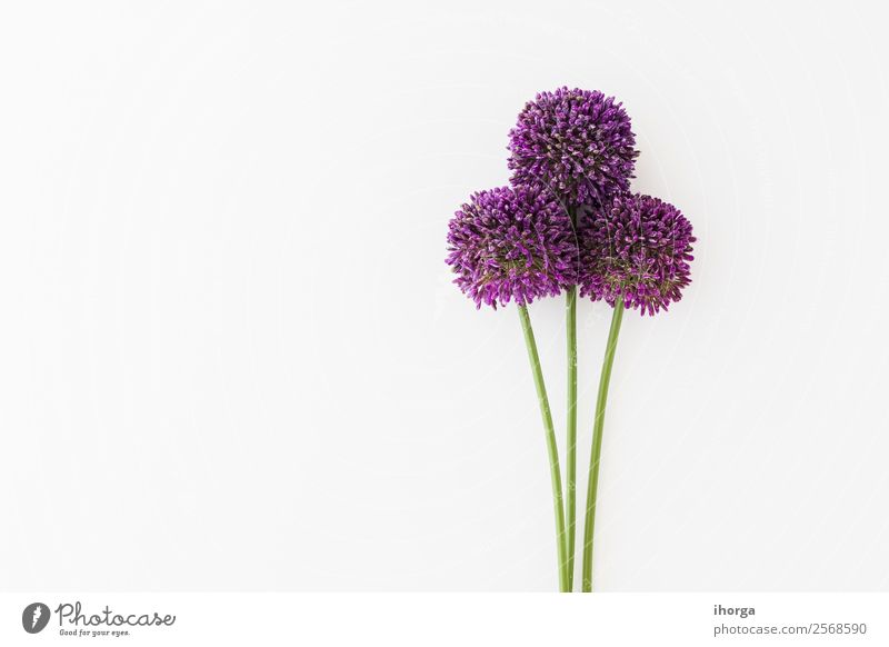 Allium isolated on white background Vegetable Herbs and spices Elegant Beautiful Summer Garden Decoration Nature Plant Flower Growth Fresh Natural White Colour