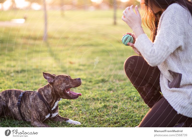 young woman playing with her dog Lifestyle Happy Beautiful Woman Adults Friendship Nature Animal Grass Park Pet Dog Smiling Cute Green Joy Safety (feeling of)