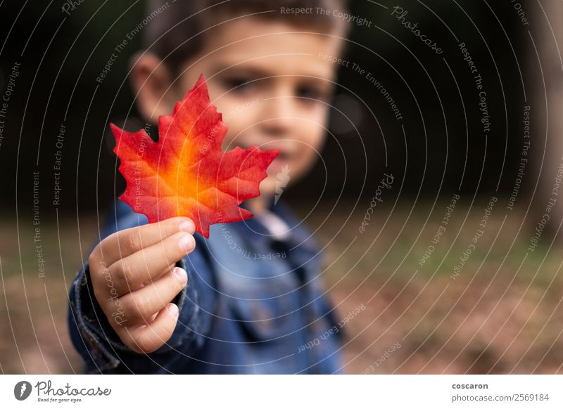 Cute boy shows a leaf in autumn in the forest Lifestyle Joy Happy Beautiful Face Playing Garden Child Human being Toddler Boy (child) Man Adults Infancy Hand 1