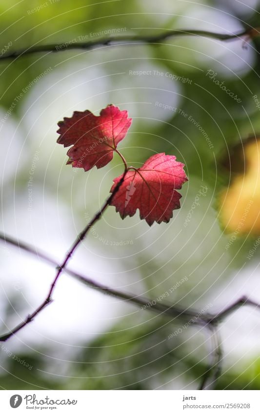 bifurcate Plant Autumn Beautiful weather Tree Leaf Forest Bright Natural Positive Red Serene Calm Hope Belief Nature Colour photo Exterior shot Deserted