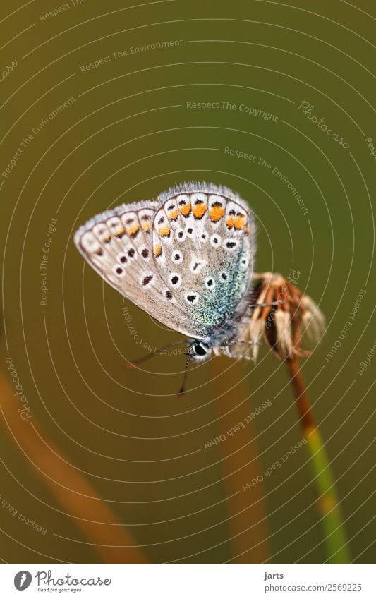 blue Meadow Wild animal Butterfly 1 Animal Elegant Beautiful Natural Nature Common blue Colour photo Multicoloured Exterior shot Close-up