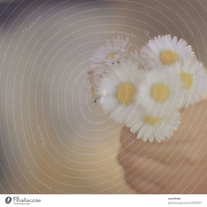 summer flowers Child Infancy Skin Hand Fingers 3 - 8 years Blossoming Fragrance To hold on Spring fever Flower Daisy Exterior shot Copy Space left
