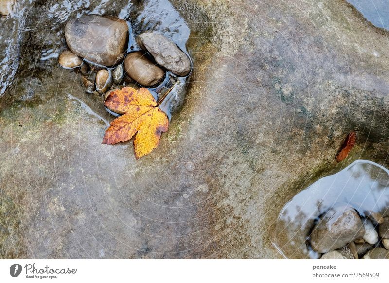Stony, steady dripping. Nature Elements Water Autumn Leaf Forest Rock Alps Canyon River bank Stone Diet Old Work and employment Esthetic Authentic Washing
