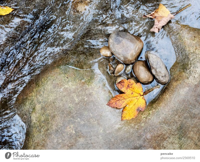 Stony steady dripping ll Elements Water Autumn Leaf Forest Alps Canyon River bank Diet Rock Rinse Stone Waves Autumnal Autumn leaves Yellow Gold Seasons