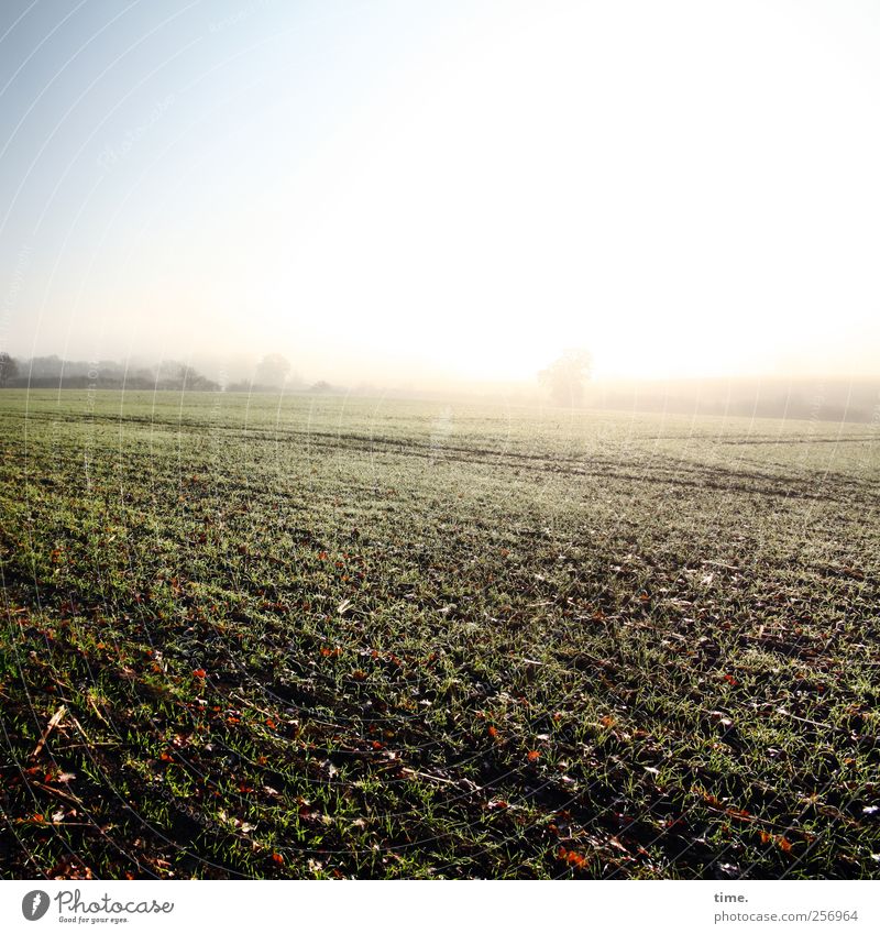 corridor light Environment Nature Landscape Plant Earth Cloudless sky Autumn Agricultural crop Field Esthetic Colour photo Deserted Copy Space top Sunlight