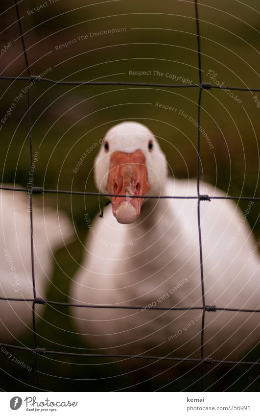 Skeptical Environment Nature Meadow Farm animal Animal face Goose Eyes Beak Looking Wait Dark White Watchfulness Stupid Goofy Timidity Indifference Colour photo