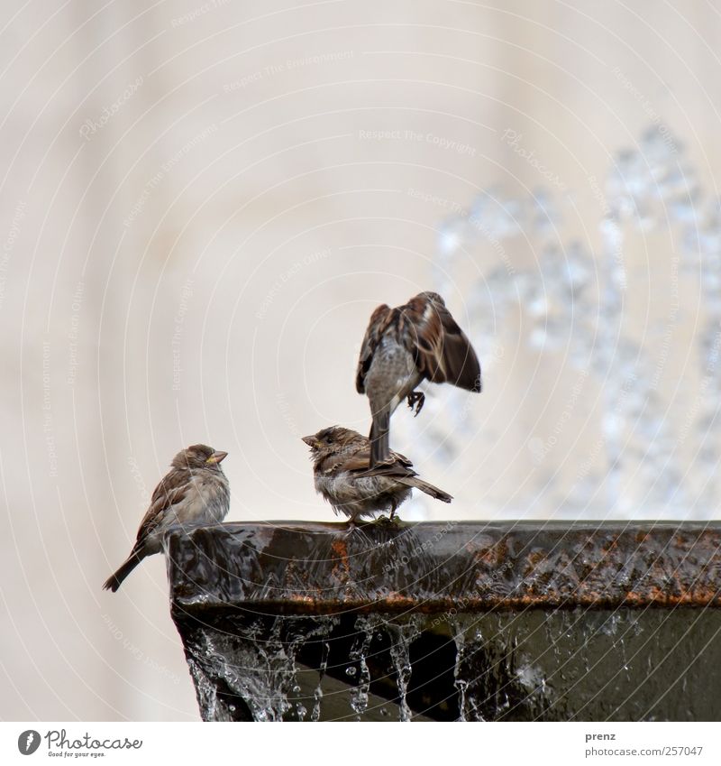 At the fountain Environment Nature Animal Water Wild animal Bird Wing 3 Flying Gray Well Edge Colour photo Exterior shot Copy Space top Day Light Sunlight