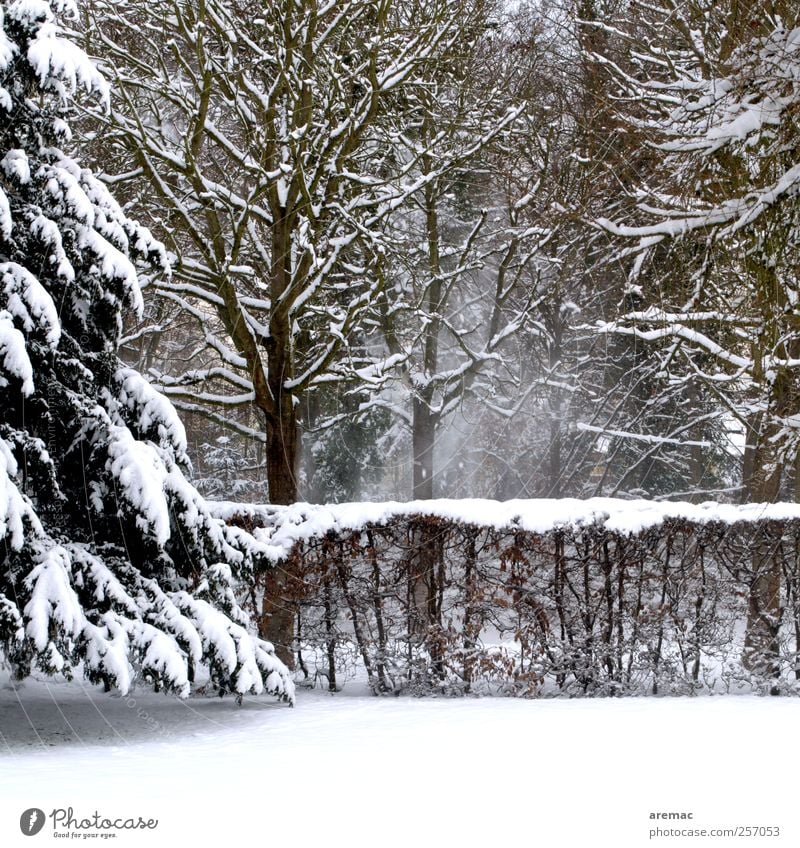 Powdered Environment Nature Landscape Winter Weather Snow Snowfall Tree Bushes Garden Forest Cold Calm Colour photo Subdued colour Exterior shot Deserted Day