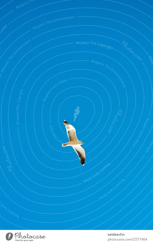 seagull Seagull Bird Sea bird Wing Flying Floating Flight of the birds Glider flight Loneliness Individual Sky Heaven Cloudless sky Blue sky Sky blue Deserted