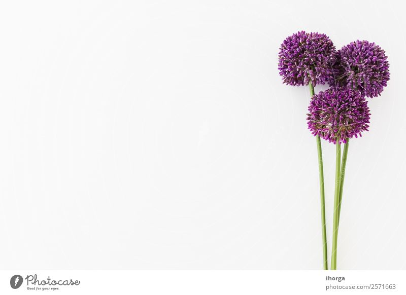 Allium isolated on white background with human hand Vegetable Herbs and spices Elegant Beautiful Summer Garden Decoration Nature Plant Flower Growth Fresh
