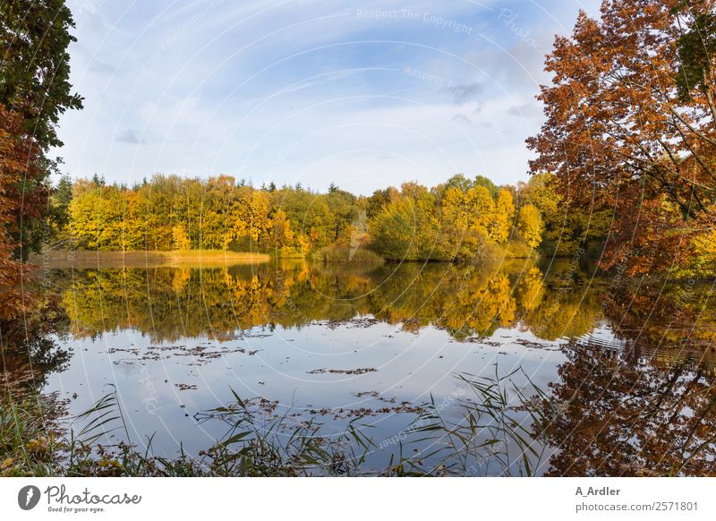autumn mood Nature Landscape Plant Water Sky Autumn Beautiful weather Wild plant Forest Lake Village Deserted Blue Brown Yellow Green Ahlhorn Reflection