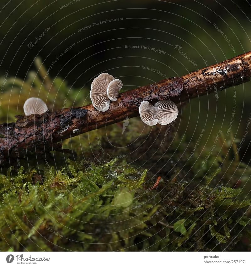 It's the little things. Nature Plant Animal Earth Drops of water Rain Moss Mushroom tree fungi Mild dwarf balling Beautiful Branch Dwarf Thaw