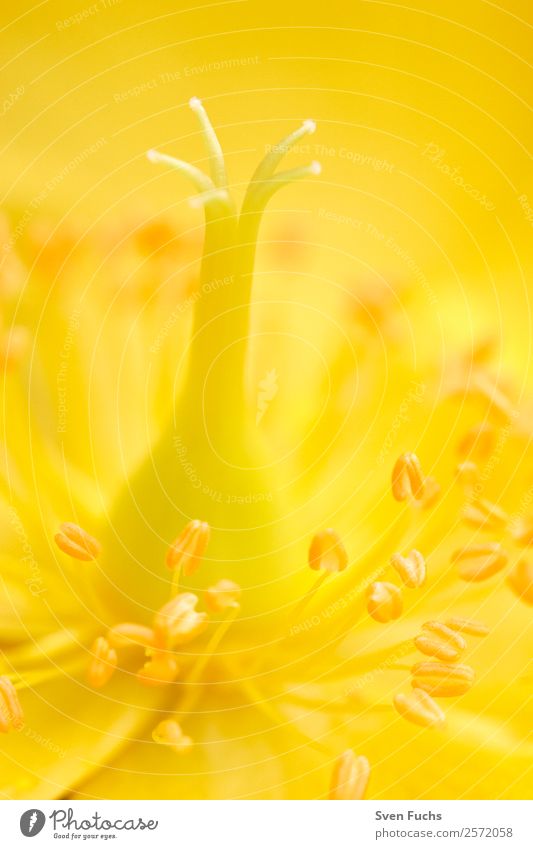 Close-up of a yellow flower Garden Nature Plant Flower Blossom Fresh Beautiful Soft Yellow Emotions Moody Romance Pistil Pollen Background picture Pastel tone