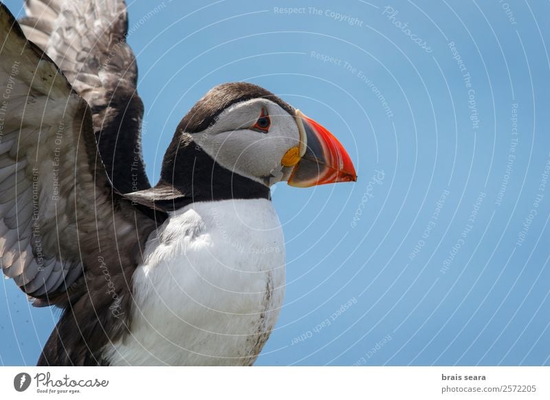 Atlantic Puffin Biology Ornithology Biologist Environment Nature Animal Earth Coast Scotland Wild animal Bird Animal face Wing 1 Flying Free Blue