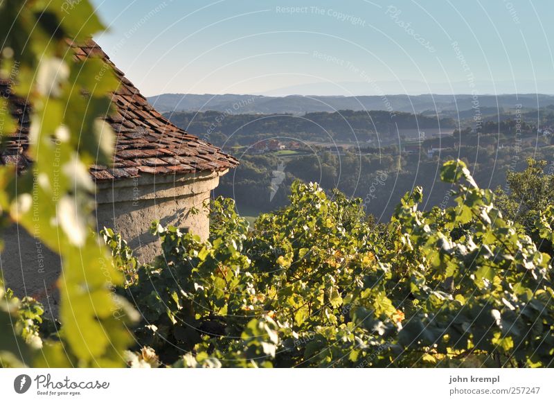 Dahoam Environment Cloudless sky Horizon Plant Leaf Vineyard Wine growing Forest Hill Alps Graz Federal State of Styria Riegersburg Tower Manmade structures