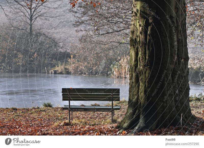 Lonely place Harmonious Relaxation Calm Trip Nature Water Sun Autumn Beautiful weather Tree Bushes Park Pond Deserted Park bench Wood Movement To enjoy Blue