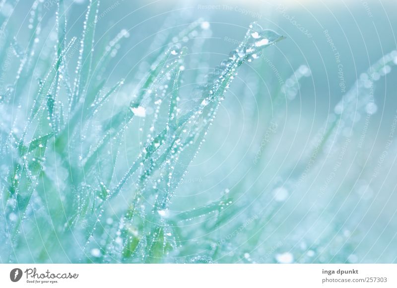 morning dew Environment Nature Landscape Plant Elements Water Drops of water Spring Climate Beautiful weather Bad weather Fog Grass Foliage plant Wild plant