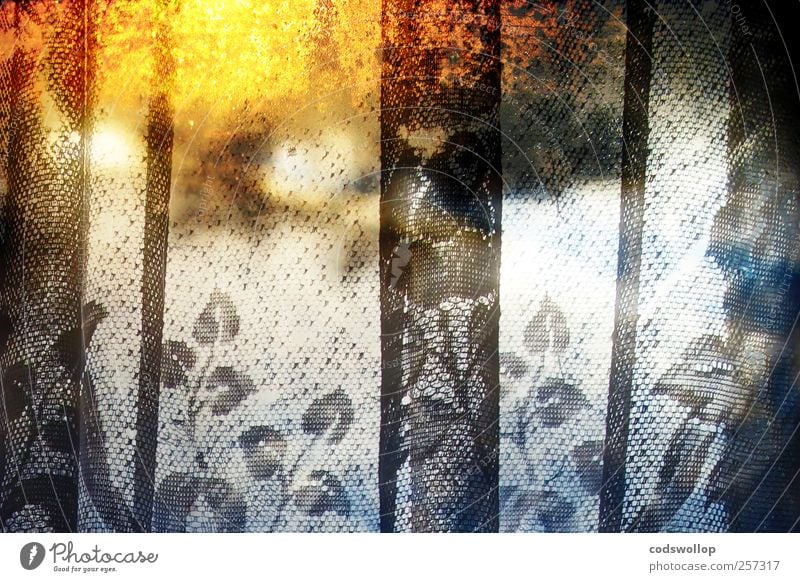 snowy sunset Window Esthetic Exceptional Cold Warmth Yellow Black White Idyll Curtain Winter Leaf Colour photo Multicoloured Interior shot Experimental Abstract