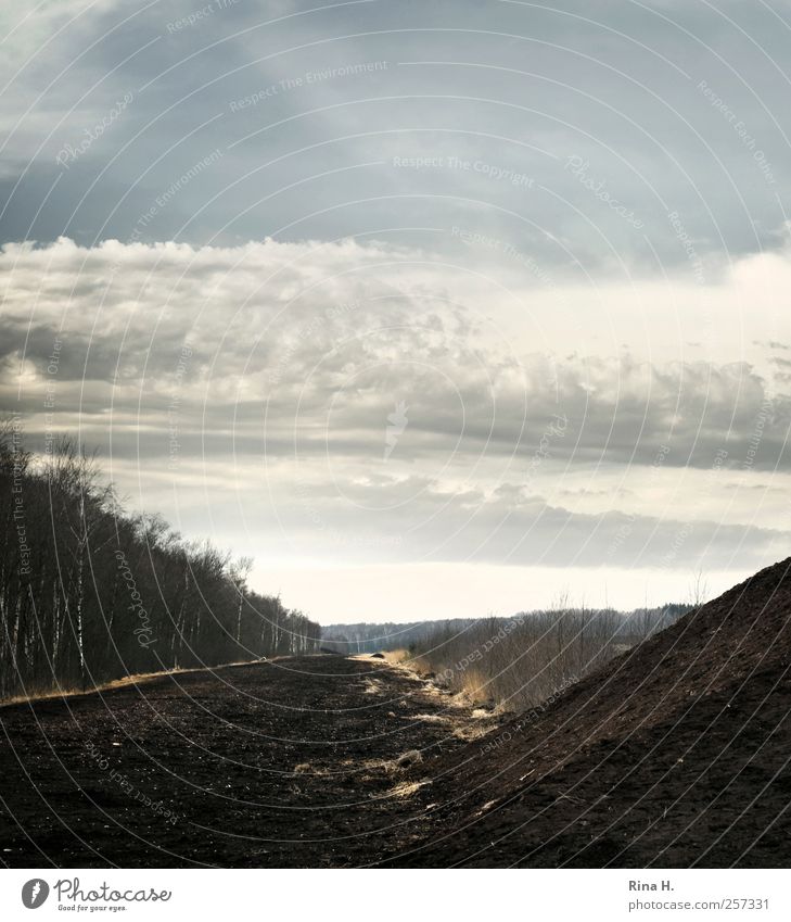 Between heaven and earth Environment Nature Landscape Earth Sky Autumn Winter Climate Bog Marsh Dark Natural Emotions Loneliness Birch wood Peat Peat bog