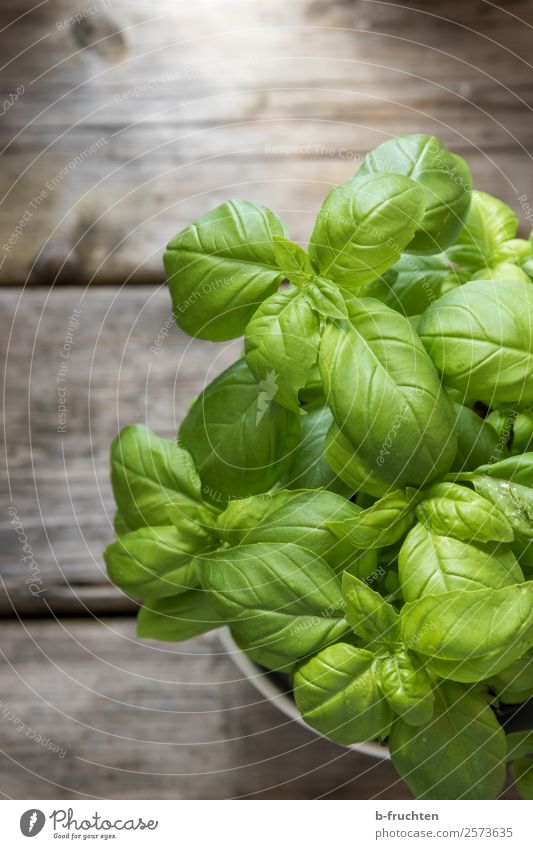 Basil in a pot Food a Royalty Free Stock Photo from Photocase