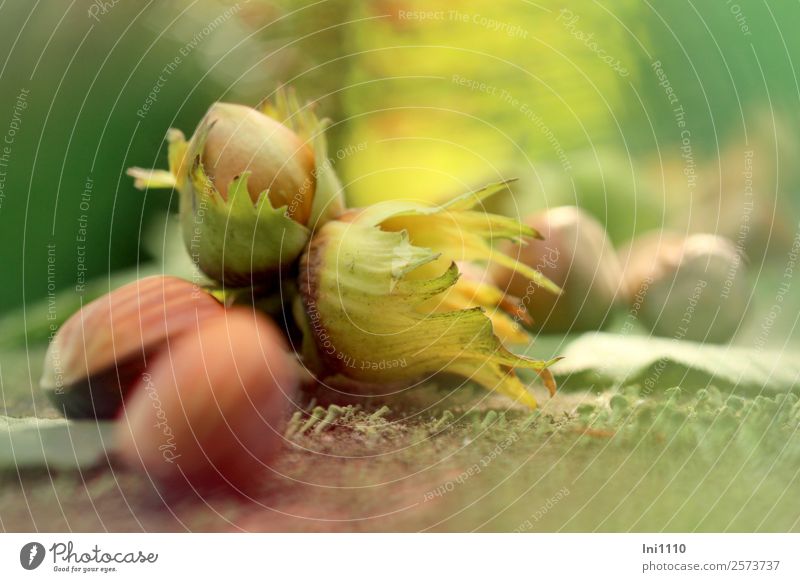 hazelnuts Nature Plant Autumn Beautiful weather Garden Park Field Forest Brown Yellow Gray Green Red Black White Nut Supply Autumnal colours Early fall