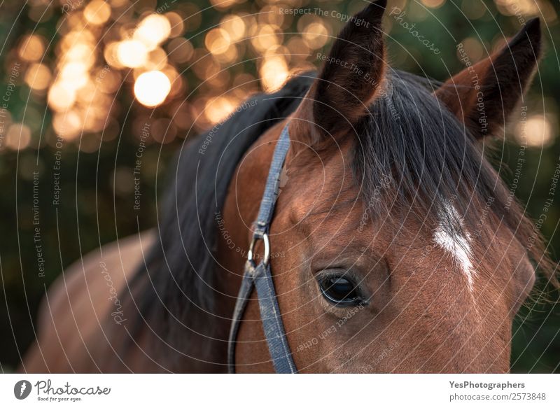 Brown horse with sad eyes Nature Animal Sunrise Sunset Autumn Beautiful weather Farm animal Horse Animal face Authentic Friendliness Emotions Chestnut alert