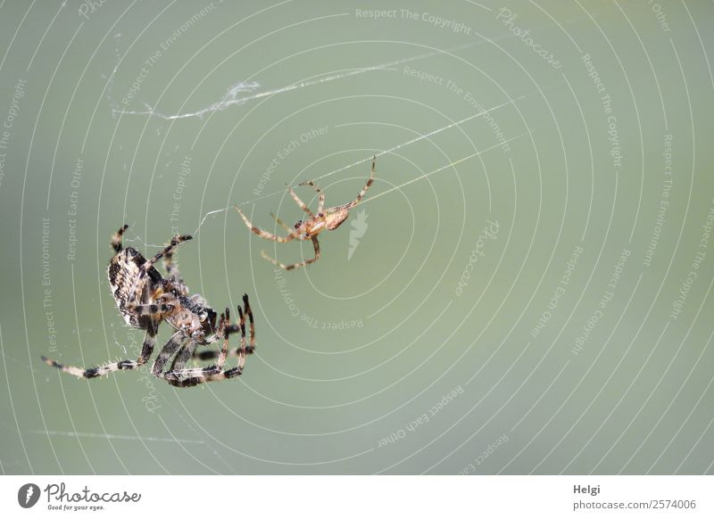 Bridal advertising of the cross spider Environment Nature Animal Autumn Beautiful weather Park Wild animal Spider Cross spider 2 Pair of animals Hang Authentic