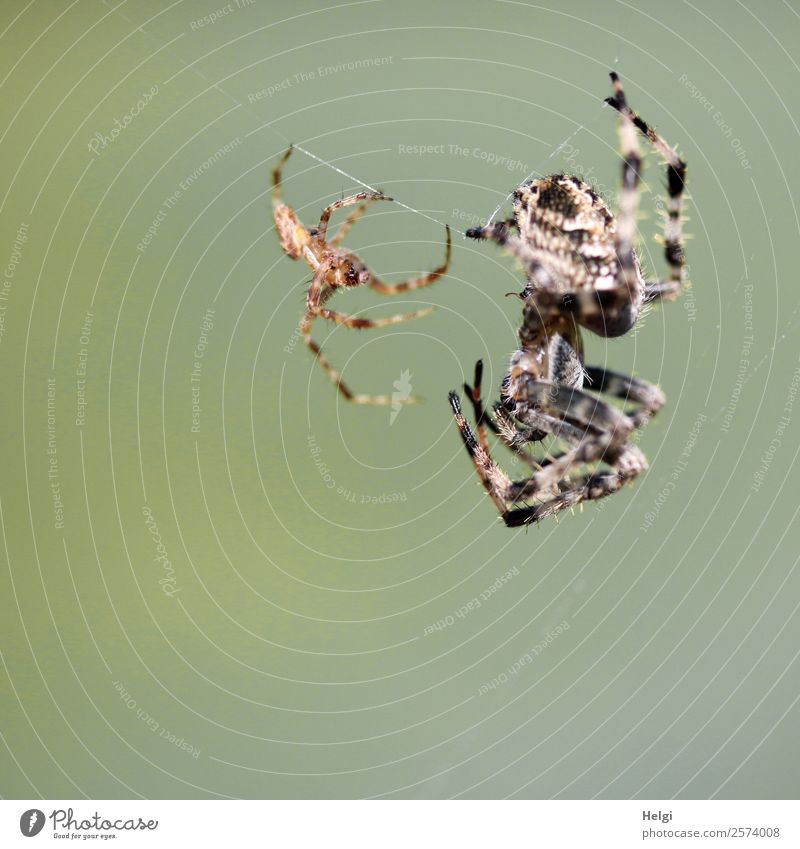 approximation ... Environment Nature Animal Autumn Beautiful weather Park Spider Spider's web 2 Pair of animals To hold on Hang Authentic Exceptional Uniqueness